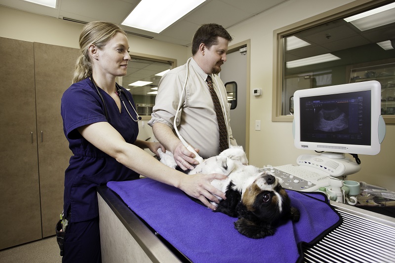 How Does the Pet ER Work with My Primary Care Vet