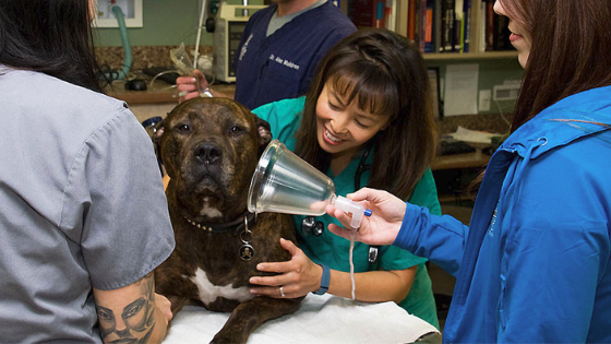Header image dog veterinarian AERC emergency vet