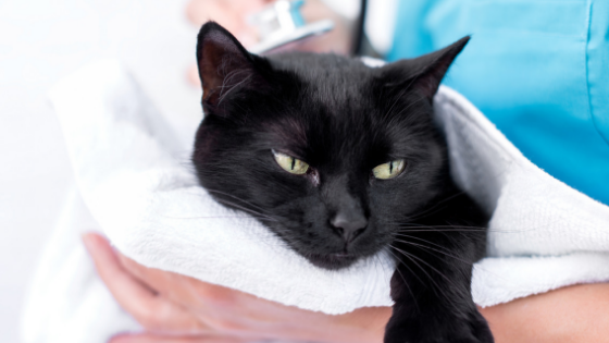 When to Bring Your Pet to the ER Vet | Twin Cities ER Vet