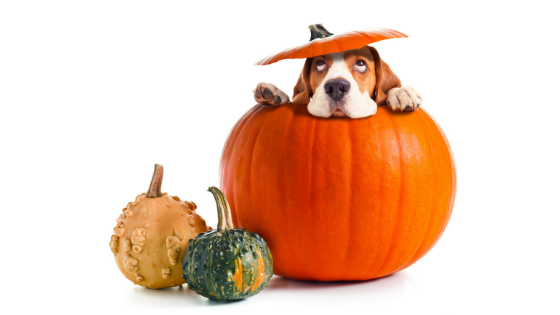 are pumpkin stems poisonous to dogs