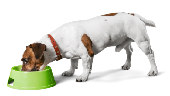 grain free diets for dogs and heart disease
