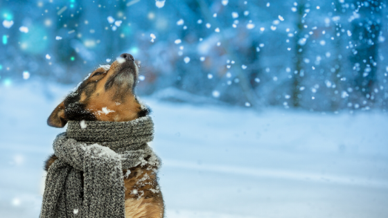 what is the lowest temperature a dog can survive