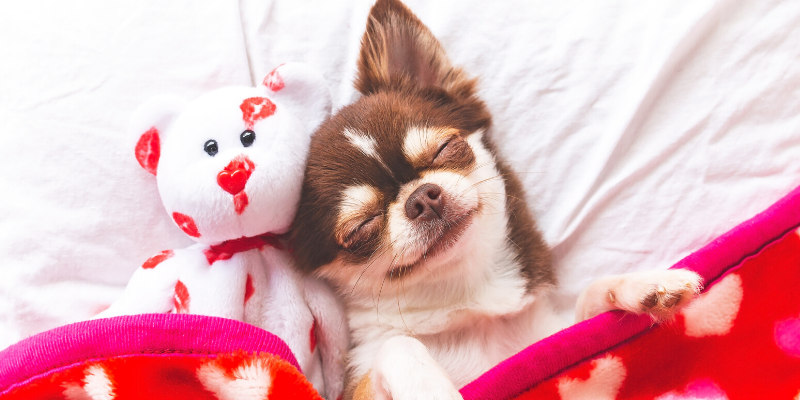 Valentine's Day, pet gifts, furry Valentine, emergency vet, AERC, Animal Emergency & Referral Center of Minnesota, Twin Cities emergency vet, Valentine's Day with pets, pet owners