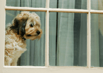 dog, window, pets, pet health, separation anxiety, returning to work, Animal Emergency & Referral Center of Minnesota, pet safety, Twin Cities animal hospital, Twin Cities veterinary clinic, Minnesota animal hospital