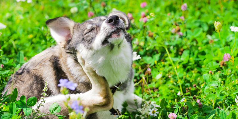 dog, itchy, environmental allergies, grass, allergies in pets, itchy pets, veterinary dermatology, board-certified veterinary dermatologist, itchy pets, pet health, pet skin, pet dermatology, Animal Emergency & Referral Center of Minnesota.