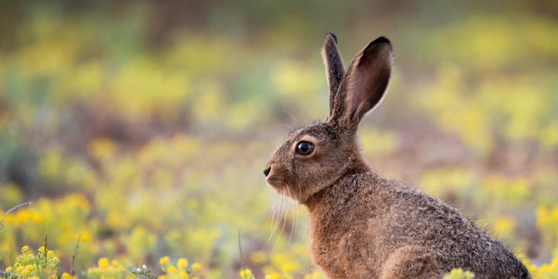wild rabbit, field, Rabbit Hemorrhagic Disease Virus (RHDV), rabbits, rabbit owners, board-certified veterinarian, Animal Emergency & Referral Center of Minnesota, veterinary