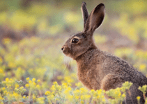 wild rabbit, field, Rabbit Hemorrhagic Disease Virus (RHDV), rabbits, rabbit owners, board-certified veterinarian, Animal Emergency & Referral Center of Minnesota, veterinary