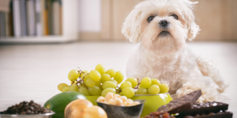 dog, grapes, chocolate, pet-proof, pet safety, pet homes, pet toxins, pet poisons, protecting pets, pet prevention, pet owners, Animal Emergency & Referral Center of Minnesota, AERC, aercmn, emergency vet, Twin Cities vet, Twin Cities emergency vet, Minnesota emergency vet