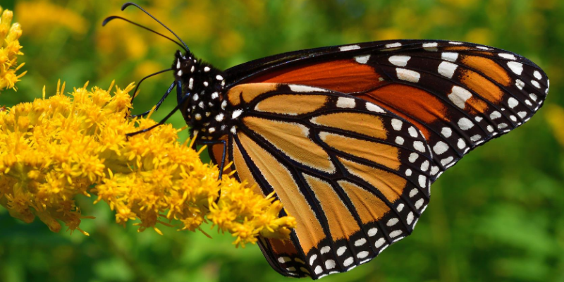 monarch, monarch caterpillars, raising monarchs, save monarch butterflies, Minnesota butterflies, Minnesota monarchs, Animal Emergency & Referral Center of Minnesota