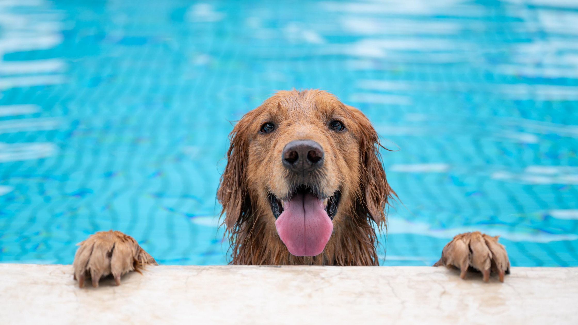 Five Swimming Pool Pet Dangers and How to Prevent Them