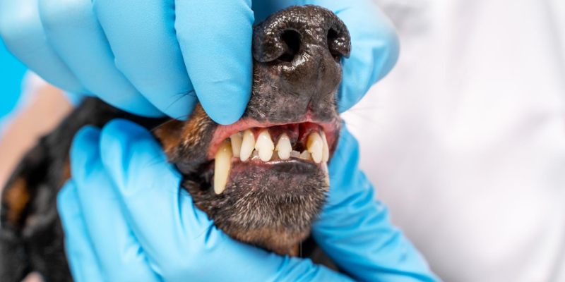 dog, teeth, oral exam, oral tumors in pets, dentistry for pets, veterinary dentistry, Animal Emergency & Referral Center of Minnesota, board-certified veterinary dentist, veterinary dentistry, Dentistry and Oral Surgery service, oral tumors, pet health, veterinary care