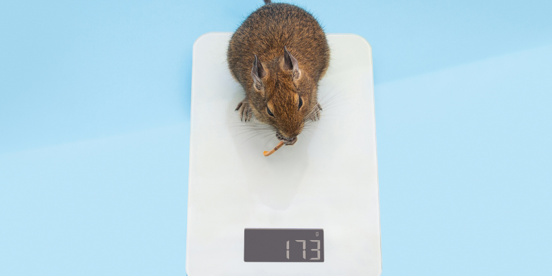 scale, weighing small pets, weighing exotic pets, exotic pets, small companion animals, how to tell if exotic pet is sick, board-certified vet, Avian and Exotic Medicine, Animal Emergency & Referral Center of Minnesota, exotic pets veterinarian, Minnesota veterinary referral center, Twin Cities veterinary referral center