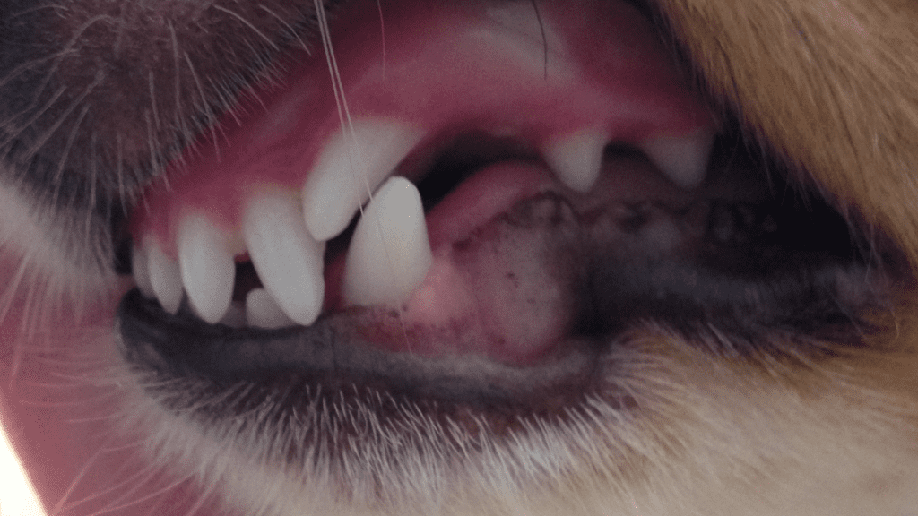dog's mouth, lance tooth, Shelties, Shetland Sheepdog, tooth abnormalities, pet health, dog health, lance teeth in Shelties, veterinary dentistry, Animal Emergency & Referral Center of Minnesota, Dentistry & Oral Surgery Service, dentistry for dogs, pet owners, dog owners