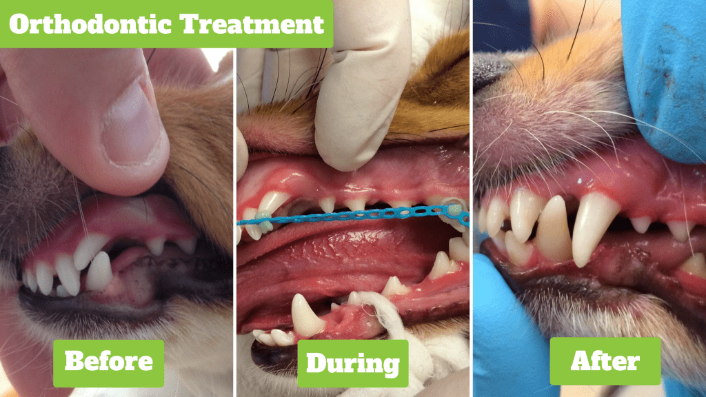 orthodontic treatment, before and after, lance tooth, Shelties, Shetland Sheepdog, tooth abnormalities, pet health, dog health, lance teeth in Shelties, veterinary dentistry, Animal Emergency & Referral Center of Minnesota, Dentistry & Oral Surgery Service, dentistry for dogs, pet owners, dog owners