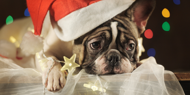 sad dog, Santa hat, Christmas lights, lying down, pet loss, pet grief, holiday grief, holidays, pet parents, Animal Emergency & Referral Center of Minnesota, Human Animal Bond