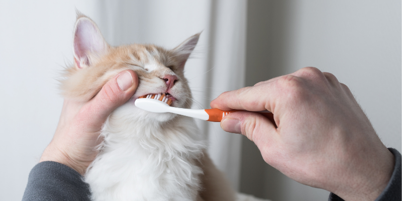 cat, toothbrush, brushing cat's teeth, Pet Dental Health Month, veterinary dentistry, at-home dental care, brushing pet's teeth, board-certified veterinary dentist, veterinary dental care, at-home dental care for pets, brushing pets teeth at home, pet owners, pet parents, Animal Emergency & Referral Center of Minnesota, AERC Dentistry & Oral Surgery Service, Twin Cities veterinary dentist, Minnesota veterinary dentist