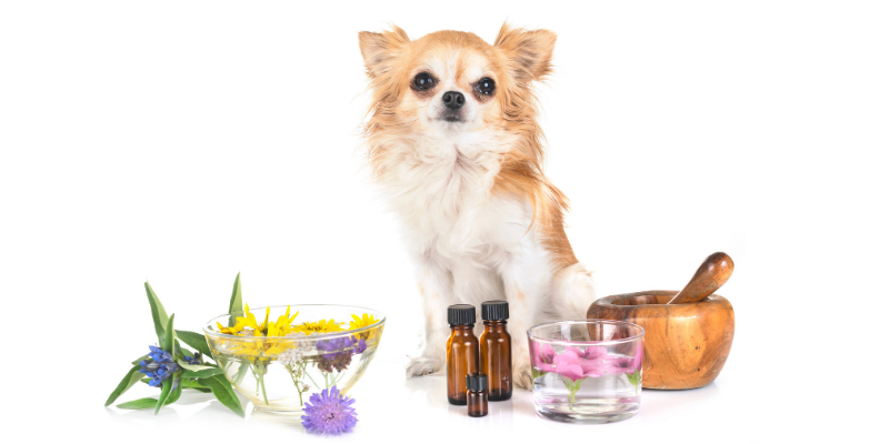 dog, flowers, oils, essential oils, pet toxins, pet safety, pet health, Pennyroyal oil, tea tree oil, essential oils and pets, emergency vet, Animal Emergency & Referral Center of Minnesota, Twin Cities emergency vet, Minnesota emergency vet