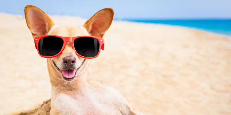 dog, sunglasses, beach, Sand Impaction, Sand Impaction in dogs, dog health, dogs at the beach, beach dangers for pets, beach dangers for dogs, summer pet dangers, Animal Emergency & Referral Center of Minnesota, Twin Cities emergency veterinarian, Saint Paul emergency veterinarian, Oakdale emergency veterinarian