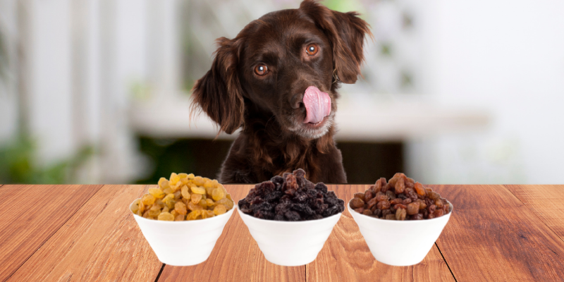 dog, bowls of dried grapes, currant toxicity in pets, currant poisoning in pets, grape toxicity in pets, raisin toxicity in pets, sultanas toxicity in pets, Animal Emergency & Referral Center of Minnesota, emergency vet, Twin Cities emergency vet, Oakdale emergency vet, pet health, pet toxins, Zante currants