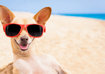 dog, sunglasses, beach, Sand Impaction, Sand Impaction in dogs, dog health, dogs at the beach, beach dangers for pets, beach dangers for dogs, summer pet dangers, Animal Emergency & Referral Center of Minnesota, Twin Cities emergency veterinarian, Saint Paul emergency veterinarian, Oakdale emergency veterinarian