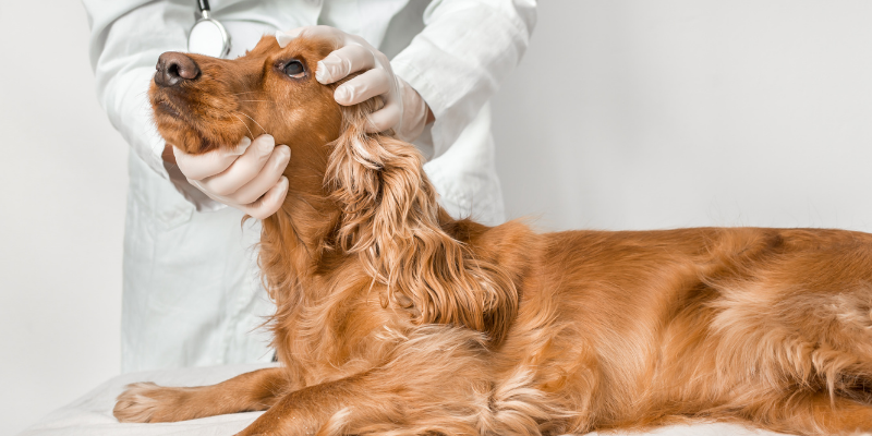 What to Expect for Your Pet's First Ophthalmology Appointment