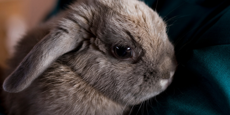 rabbit, head tilts, head tilts in rabbits, head tilts in rodents, pet health, small companion animals, exotic pets, rabbits, rodents, Animal Emergency & Referral Center of Minnesota, Avian and Exotic Medicine Service, Twin Cities veterinary referral center