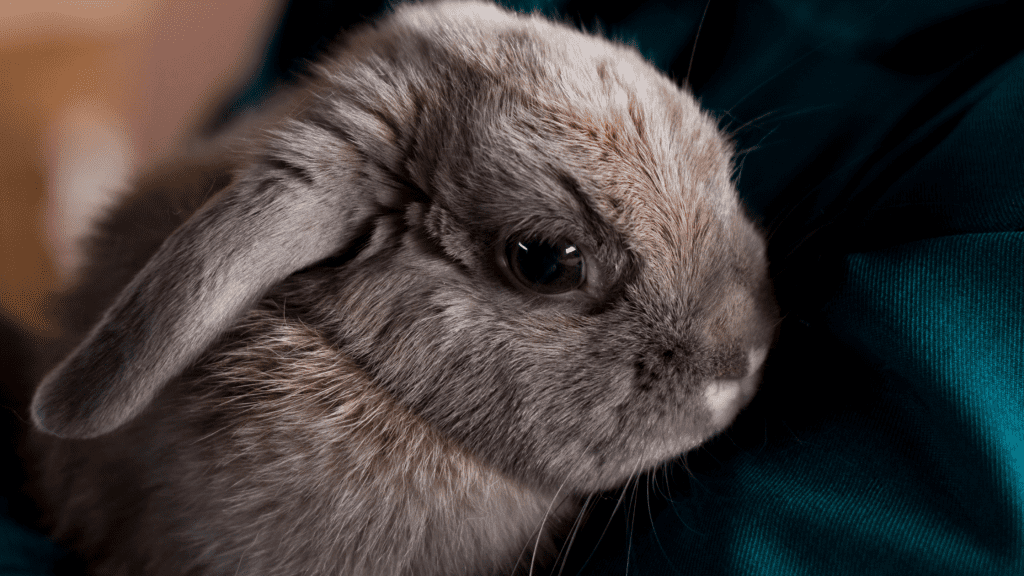 Head Tilts in Rabbits and Rodents Common Causes & More