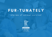 Fur-Tunately, Stories of Animal Survival, Animal Emergency & Referral Center of Minnesota, Twin Cities emergency vet, Saint Paul emergency vet, Oakdale emergency vet, Minnesota emergency vet, emergency veterinary care