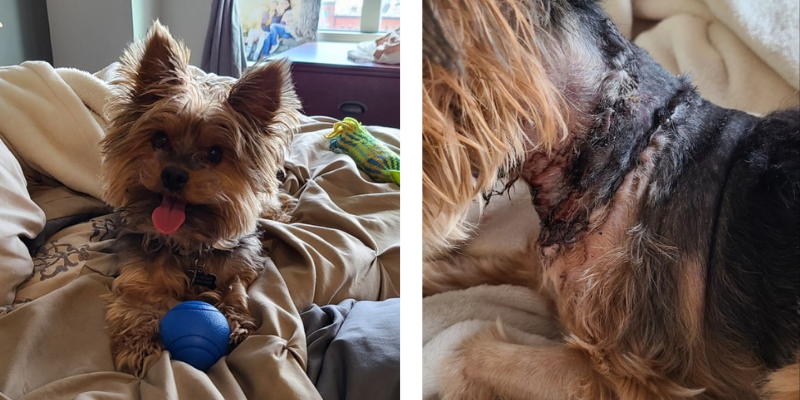 Yorkie, dog bite, dog attack, lacerations, small dog attacked, Fur-Tunately, Stories of Animal Survival, Animal Emergency & Referral Center of Minnesota, Twin Cities emergency vet, Saint Paul emergency vet, Oakdale emergency vet, Minnesota emergency vet, emergency veterinary care