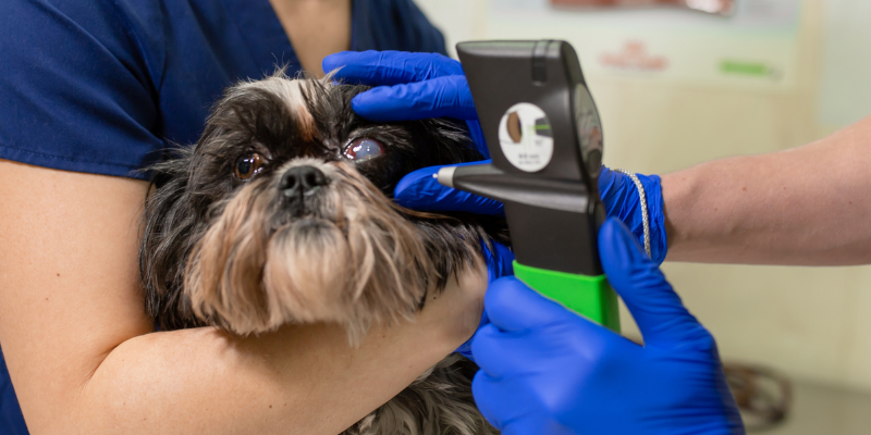 5 Steps of Your Pet's Cataract Surgery | Veterinary Ophthalmology