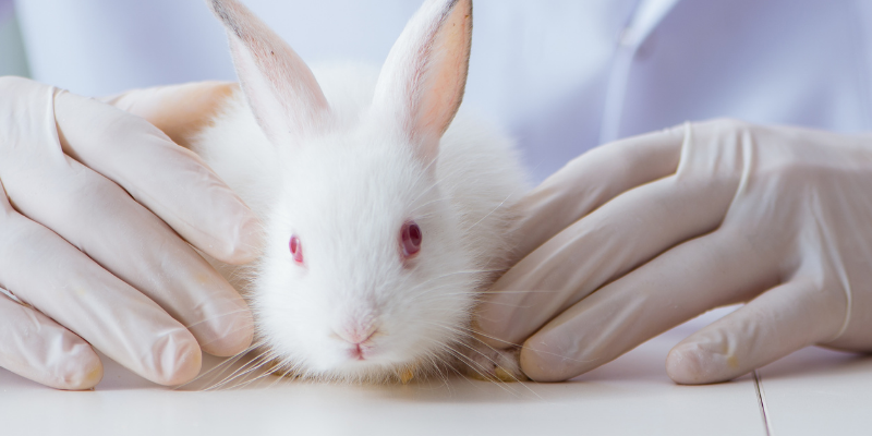 rabbit, pet rabbit, rabbit first aid kit, rabbit health, Animal Emergency & Referral Center of Minnesota, Avian & Exotic Medicine Service