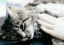 chronic diseases in pets, emergency symptoms for chronic diseases, when chronic diseases go south in pets, pet health, pet emergency, Animal Emergency & Referral Center of Minnesota, pet care