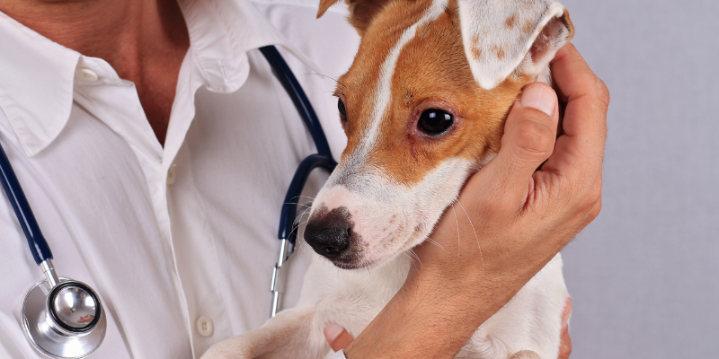 sepsis in pets, infections in pets, symptoms of sepsis in pets, diagnosing sepsis in pets, Animal Emergency & Referral Center of Minnesota, pet health, pet emergency, board-certified veterinary criticalist