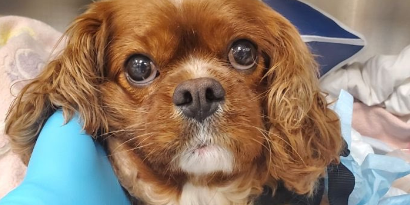 Milo the Miracle Dog, life-saving veterinary surgery, miracle dog, hit by car, veterinary, pet health, pet emergency, Animal Emergency & Referral Center of Minnesota, pet surgery, AERC Surgery