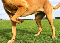 why is my pet limping, lameness in pets, pet health, Animal Emergency & Referral Center of Minnesota, emergency vet, veterinary, Twin Cities emergency vet, Minnesota emergency vet