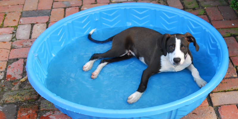 dog, kiddie pool, summer must haves for dogs, dog health, dog safety, summer dogs, Minnesota dogs, dogs of Minneapolis, Animal Emergency & Referral Center of Minnesota