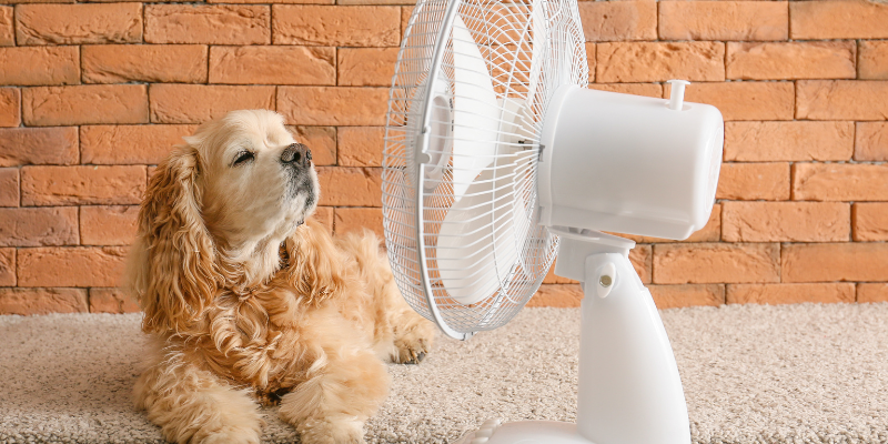 dog, fan, summer must haves for dogs, dog health, dog safety, summer dogs, Minnesota dogs, dogs of Minneapolis, Animal Emergency & Referral Center of Minnesota