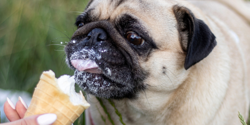 dog, ice cream cone, summer must haves for dogs, dog health, dog safety, summer dogs, Minnesota dogs, dogs of Minneapolis, Animal Emergency & Referral Center of Minnesota
