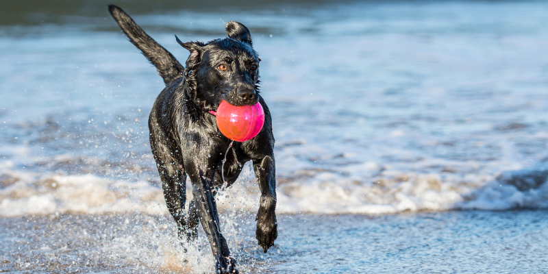 dog, lake, ball, summer must haves for dogs, dog health, dog safety, summer dogs, Minnesota dogs, dogs of Minneapolis, Animal Emergency & Referral Center of Minnesota