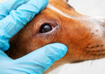 Veterinary Ophthalmology, board-certified veterinary ophthalmologist, pet eye pain, pet eye health, pet eyes, Animal Emergency & Referral Center of Minnesota, Twin Cities veterinary ophthalmologist, Minnesota veterinary ophthalmologist