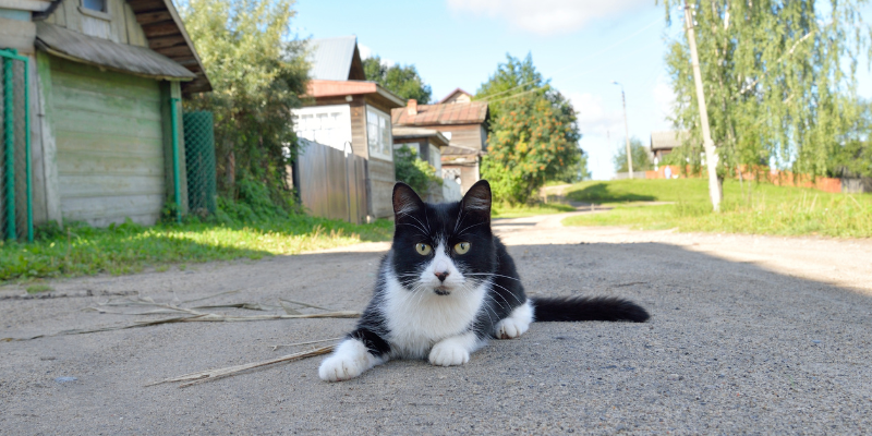black and white cat, driveway, outside, summer pet dangers, summer pet hazards, summer pet health, pet emergency, veterinary medicine, Animal Emergency & Referral Center of Minnesota