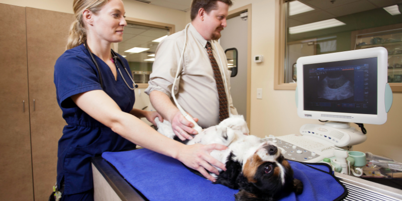 weight loss in pets, chronic weight loss, weight loss in dogs, weight loss in cats, Internal Medicine, Animal Emergency & Referral Center of Minnesota