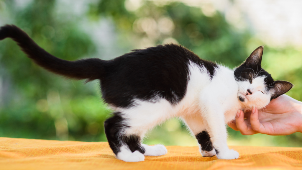 cats, how to keep cats cool in the summer, heat risks for cats, cat safety, pet safety, pet health, Animal Emergency & Referral Center of Minnesota