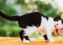 cats, how to keep cats cool in the summer, heat risks for cats, cat safety, pet safety, pet health, Animal Emergency & Referral Center of Minnesota