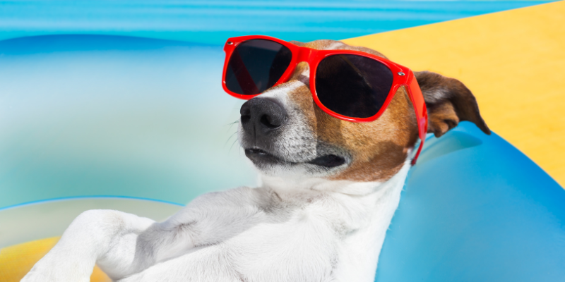 dog, red sunglasses, on the beach, summer pet dangers, summer pet hazards, summer pet health, pet emergency, veterinary medicine, Animal Emergency & Referral Center of Minnesota