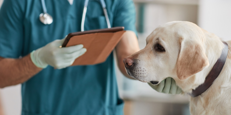 seizures in pets, types of seizures in pets, causes of seizures in pets, veterinary neurology, board-certified veterinary neurologist, Animal Emergency & Referral Center of Minnesota