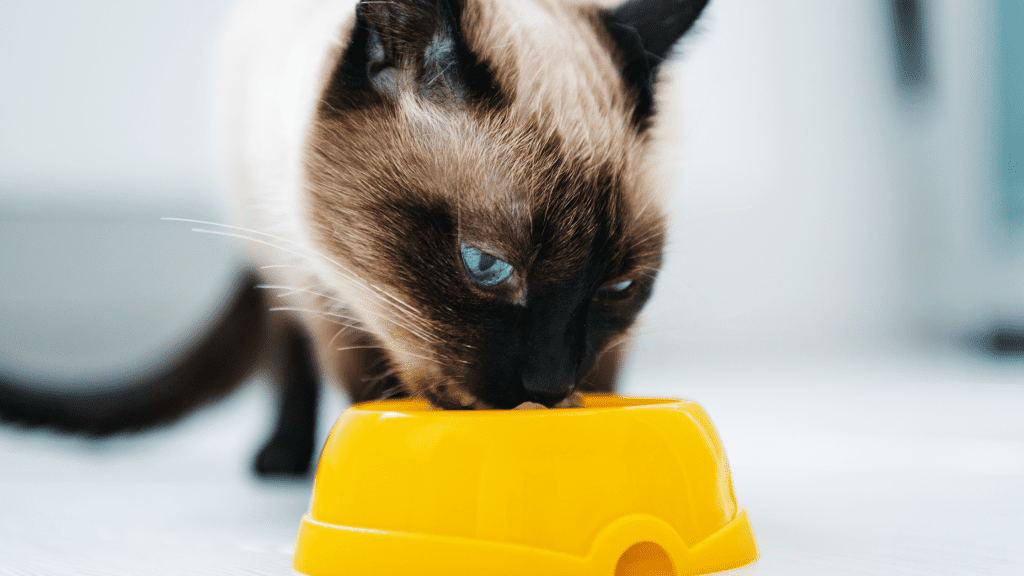 cat eating out of yellow dish, pet nutrition, pet health, Animal Emergency & Referral Center of Minnesota