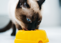 cat eating out of yellow dish, pet nutrition, pet health, Animal Emergency & Referral Center of Minnesota
