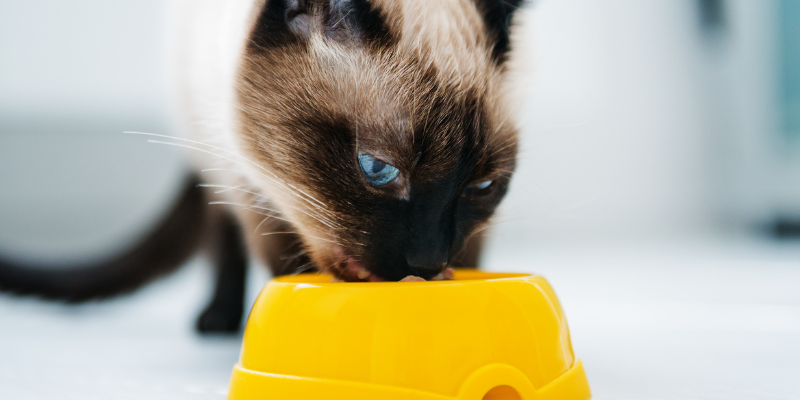 cat eating out of yellow dish, pet nutrition, pet health, Animal Emergency & Referral Center of Minnesota 