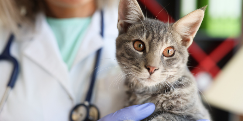 veterinarian holding cat, pet nutrition, pet health, Animal Emergency & Referral Center of Minnesota